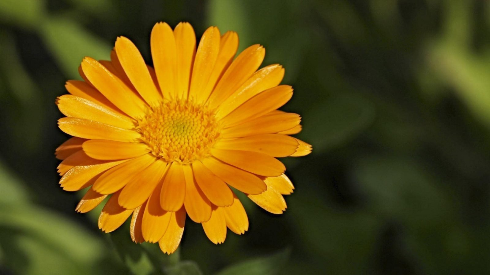 Calendula officinalis کیلنڈولا