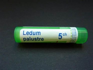 Ledum Palustre 1