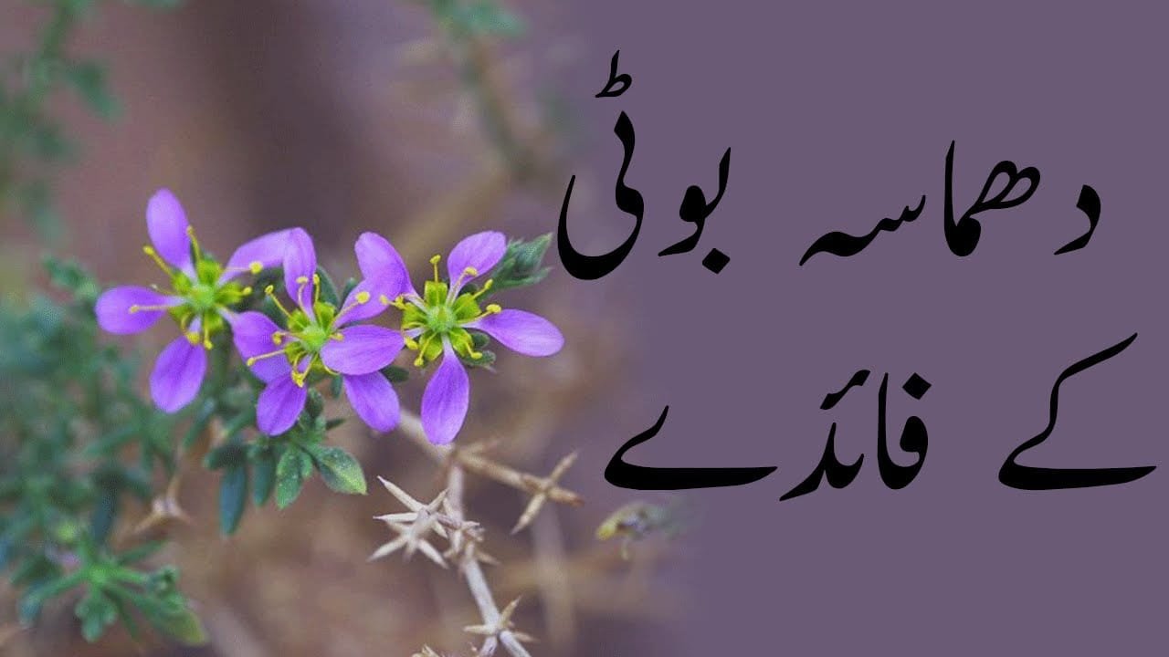 دھماسہ یاسچی بوٹی فاگونیا انڈیکا (Fagonia Indica)