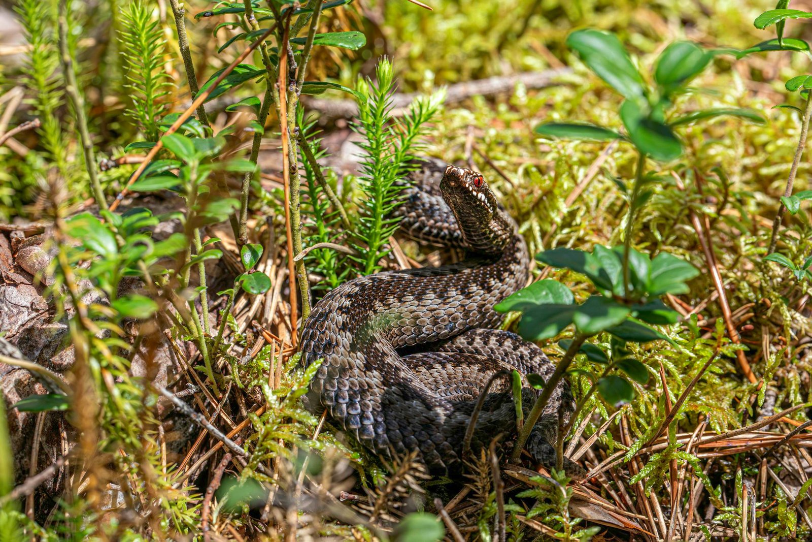 🩸 Vipera Berus (وائپرا بیروس) – سانپ کے زہر سے تیار ہومیوپیتھک دوا کا مکمل تعارف